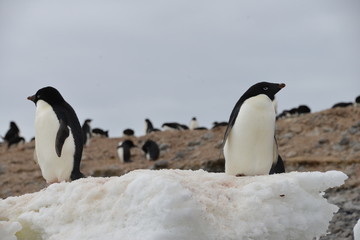 Penguin on Antarctica (close up)