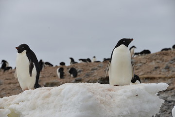 Naklejka premium Penguins, Antarctica