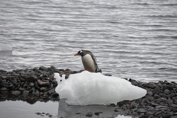 Penguin in the ice, Antarctica