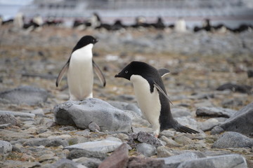 Two Penguin on Antarctica