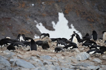 Obraz premium Adelie Penguins on Antarctica