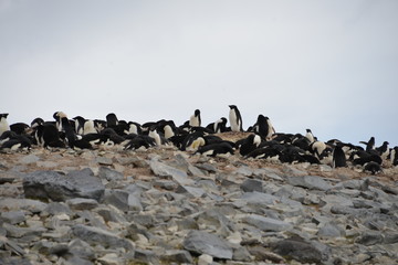 Fototapeta premium Penguins on Antarctica