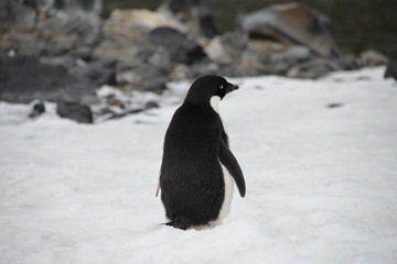 Penguin close by on Antarctica