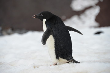 Naklejka premium Penguin close up, Antarctica