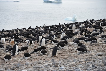 Obraz premium Penguins on Antarctica
