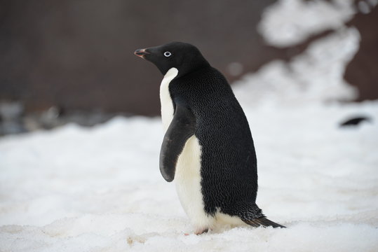 Penguin close up Antarctica