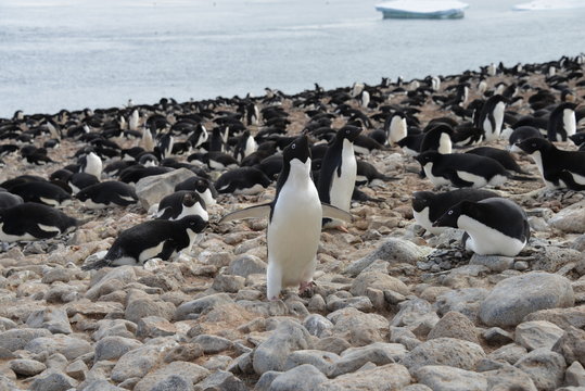 Penguin colony on Antarctica
