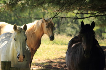 Fototapeta premium Australian horse farm