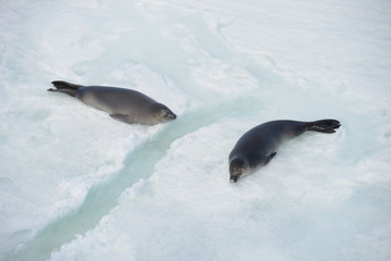 Obraz premium Antarctica seals on ice