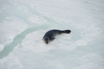 Obraz premium Antarctica cruise - young seal