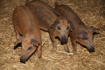 Little piglets inside at animal barn rural scene © acceptfoto
