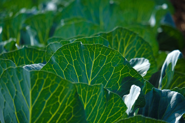 Growing cabbage farm field - Crop plots 