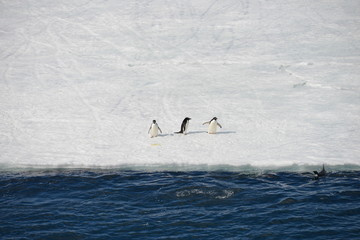 Antarctica cruise - group of four penguins