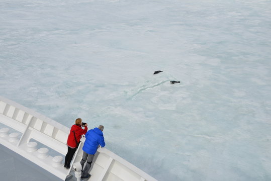 Antarctica cruise - watching seals