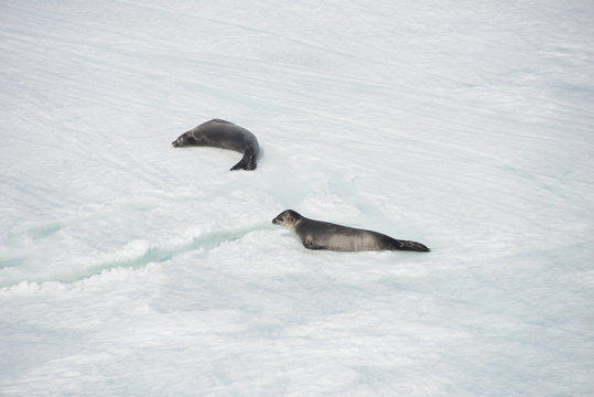 Antarctica cruise - seals on the ice