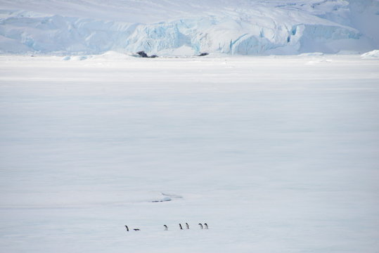 Antarctica cruise - panorama