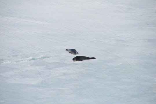 Seals in Antarctica