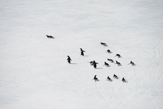 Antarctica cruise - group of pinguins 