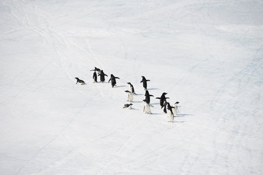 Antarctica cruise - group pinguins