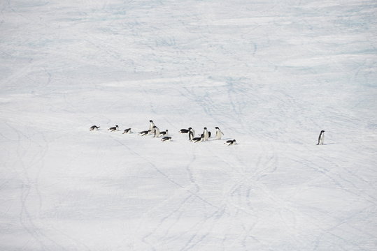 Antarctica cruise - penguins walking and sliding
