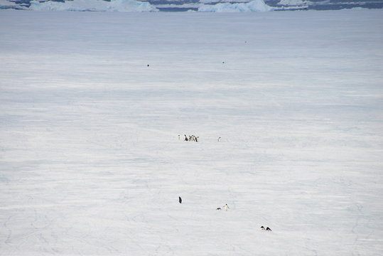 Antarctica cruise - penguin on the ice