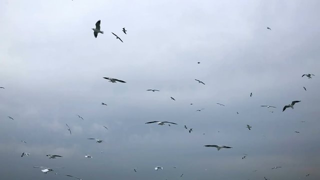 People on the ferry are fed bread with gulls hovering in the air against the cloudy sky. Slow motion.