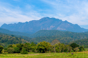 Fototapeta na wymiar Beautiful Doi Luang Chiang Dao Mountain in Chiang Mai province Thailand. The second highest mountain in Northern Thailand