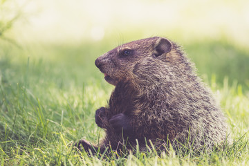 Small Groundhog (Marmota Monax) sitting in green grass holding tail between legs