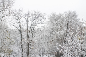 First snow. Snow flakes in the air. White branches on the trees. Winter.