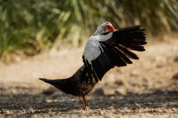 Muscovy duck - one from a series