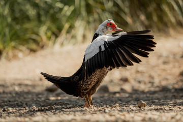 Muscovy duck - one from a series