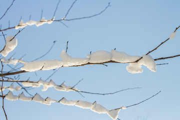 Twigs of tree covered of hoarfrost and snow on background of winter forest in snow.