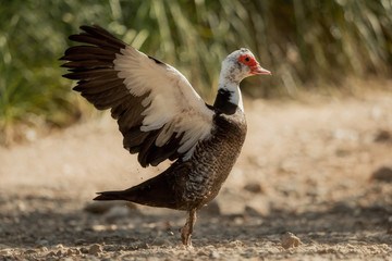 Muscovy duck - one from a series