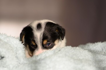 A small puppy, Jack Russell Terrier, opened his eyes for the first time and sees the world on the eyes. The dog is lying on a soft towel.
