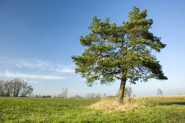 Coniferous tree on a meadow against the sky