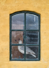 Stopped gull behind a window