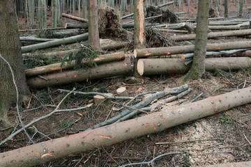 The detail on many damaged trees after windfall