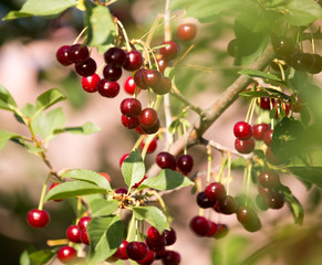 Red ripe cherry on a branch of a tree
