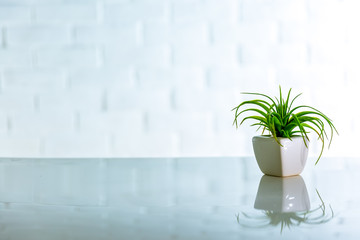 selective focus a small plant on table with reflection, white background with effect filter.