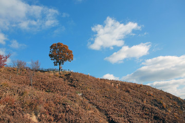 Fototapeta na wymiar alone tree on the peak at Mount Wakakusa, Nara, Japan