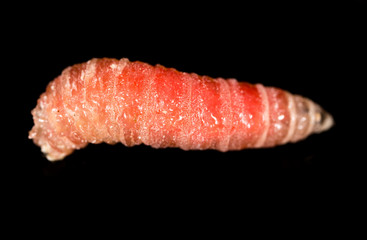 worm of maggots on a black background