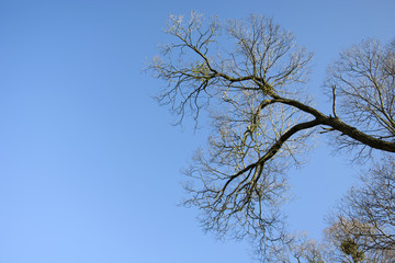 Branch without leaves on a background of blue sky