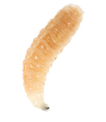 worm of maggots on a white background