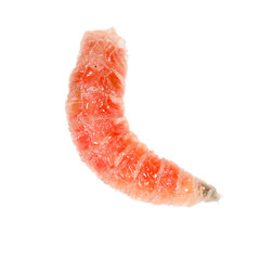 red worm of maggots on a white background