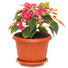 Flower in a pot on a white background