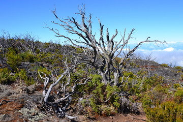 view maido