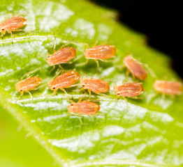 small aphid on a green leaf in the open air