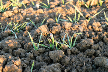 The beautiful small stems of grass grow on  field