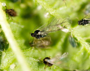 small aphid on a green leaf in the open air