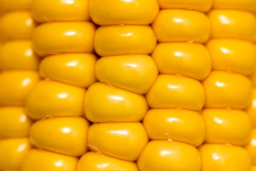 yellow corn kernels in the cob as a background